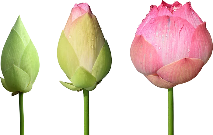 Lotus Flower Blooming