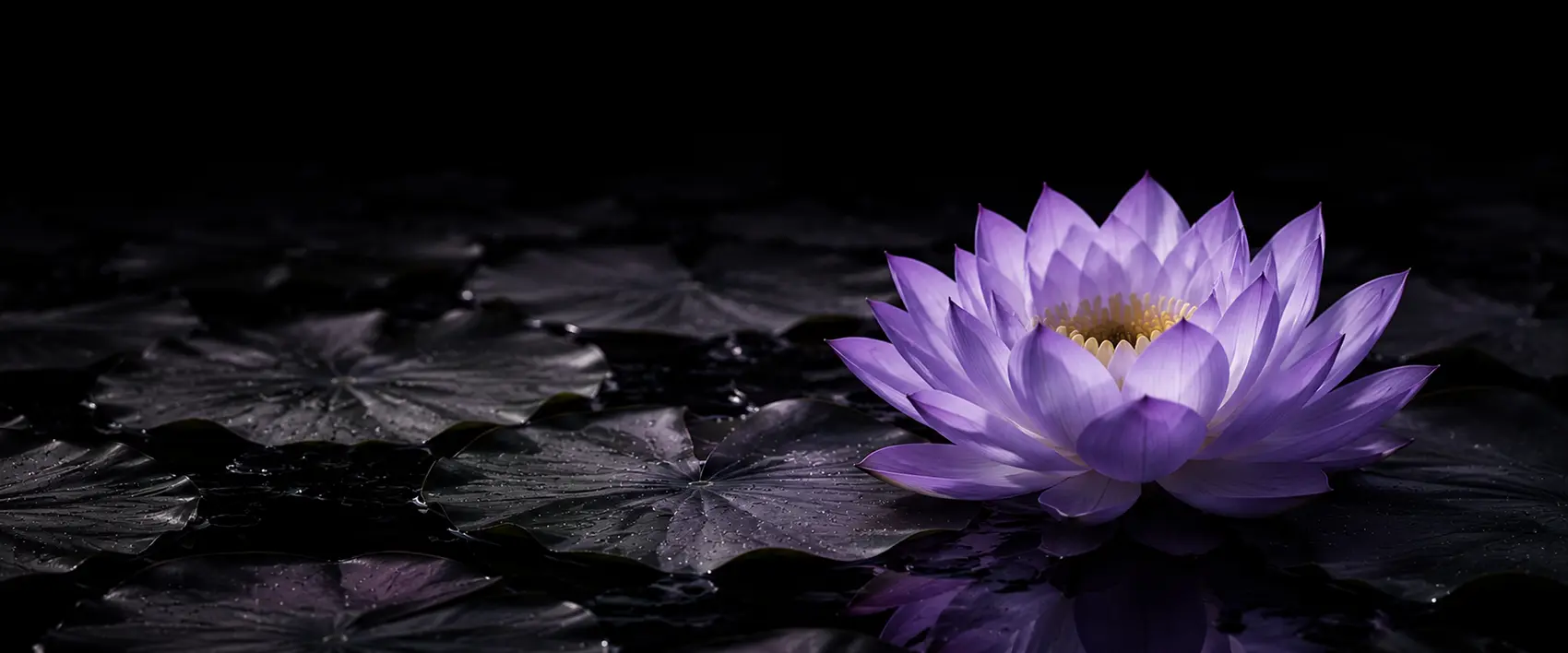 lotus823 - 