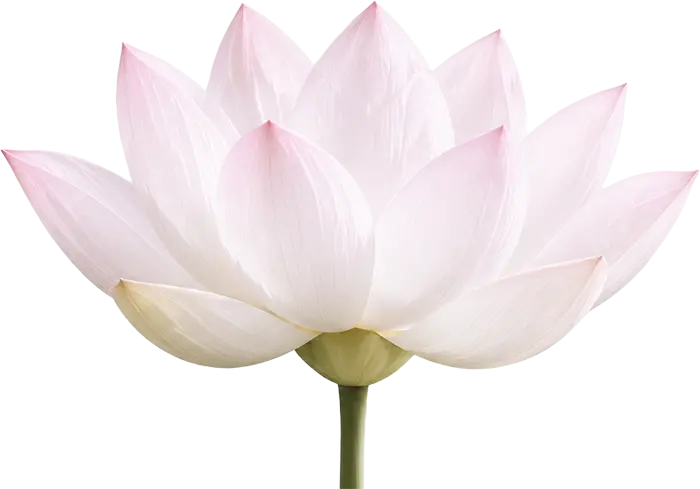 Lotus Flower
