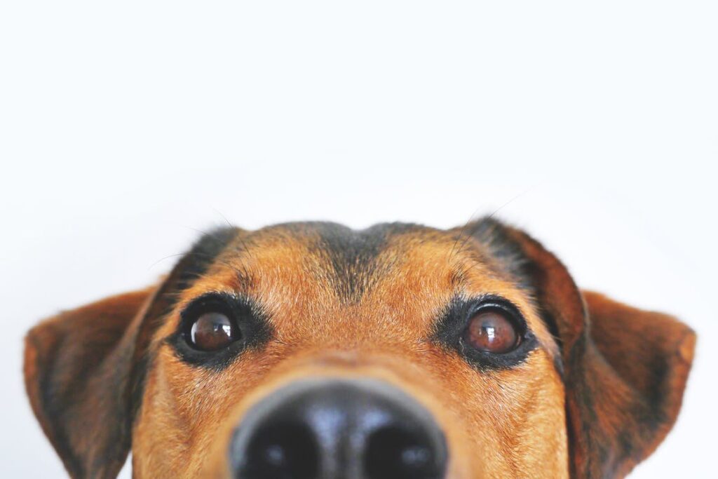 Doggone Pawesome: Social Media’s Top Dog Influencers