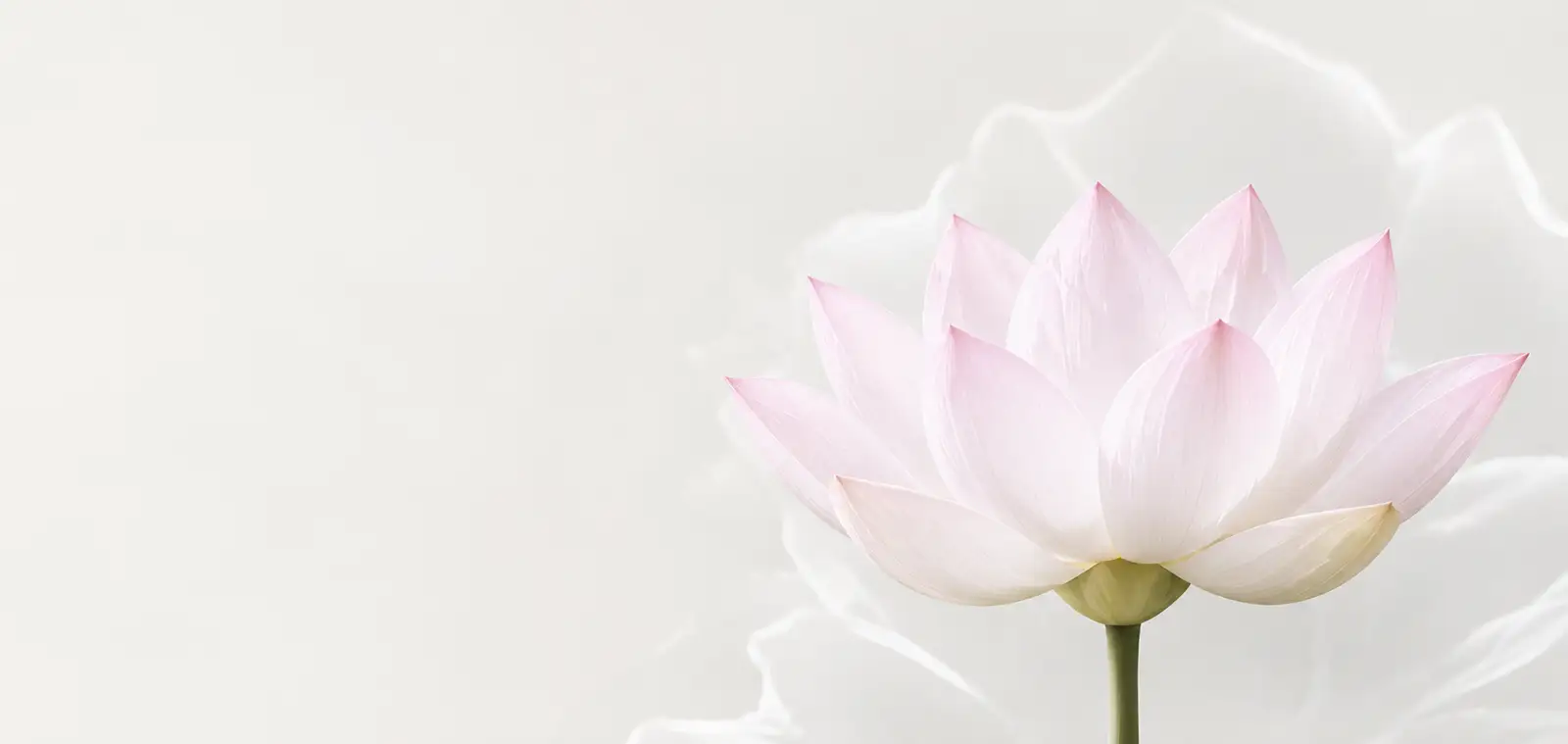 lotus823 - 