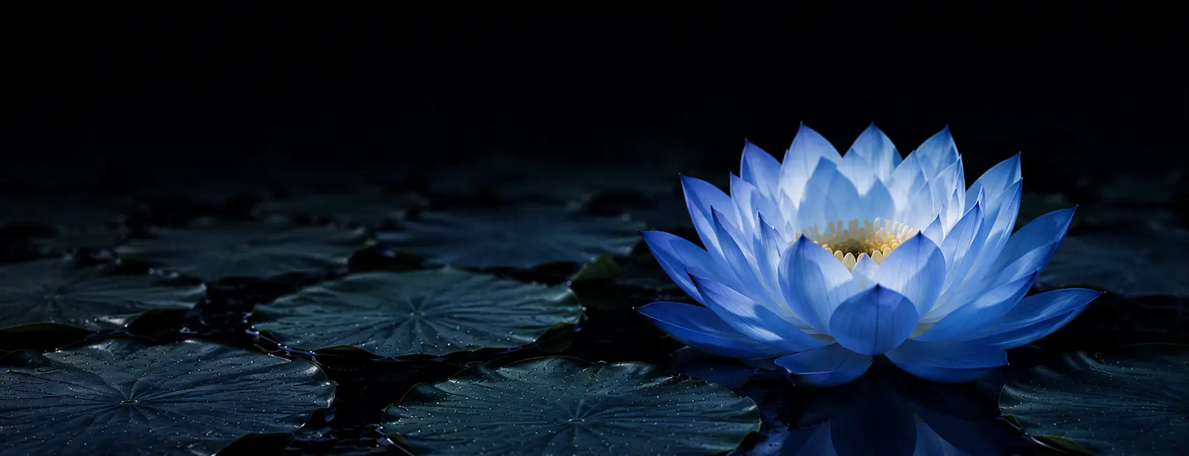lotus823 - 