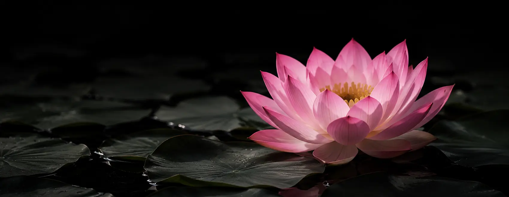 lotus823 - 