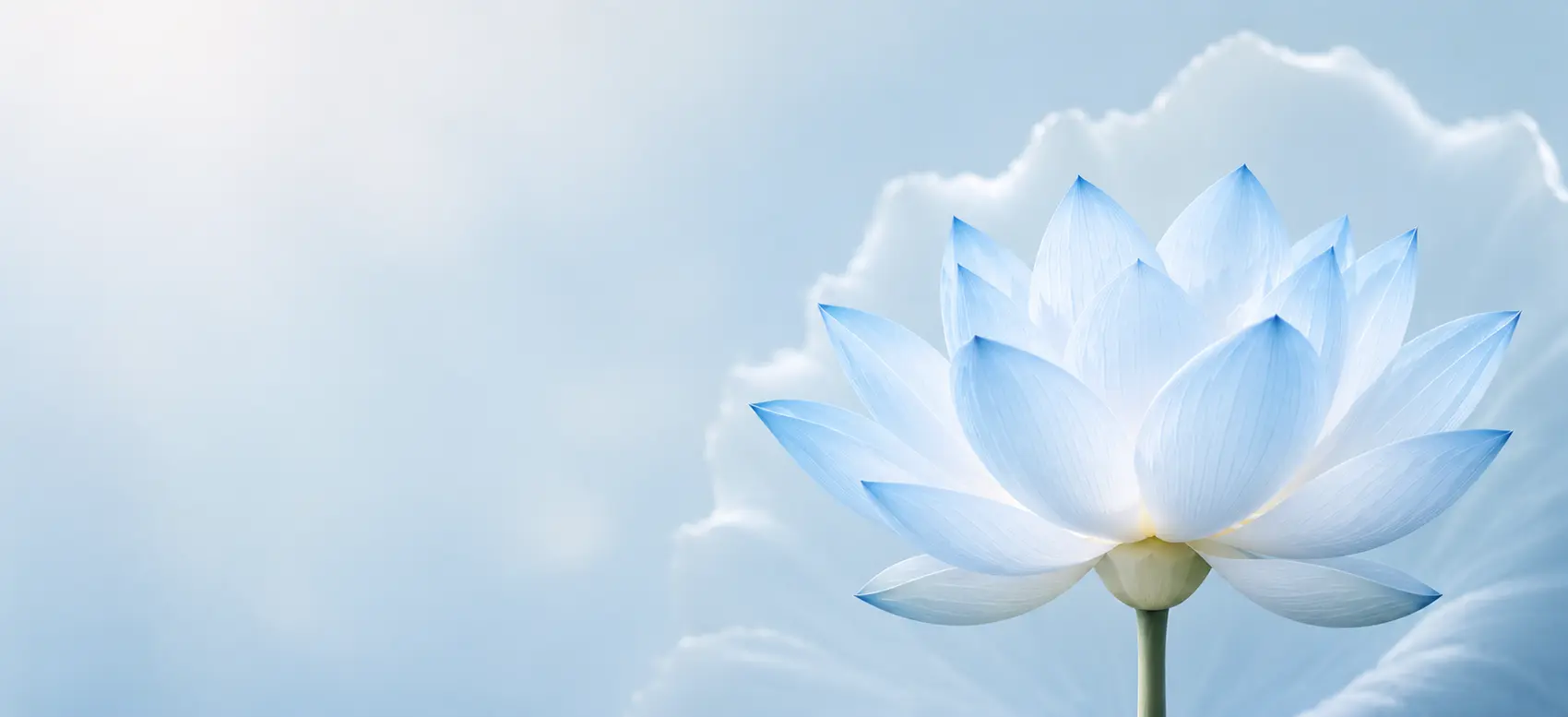 lotus823 - 